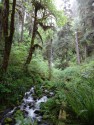 Hoh River (3)