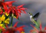 Ruby Throated Hummingbird