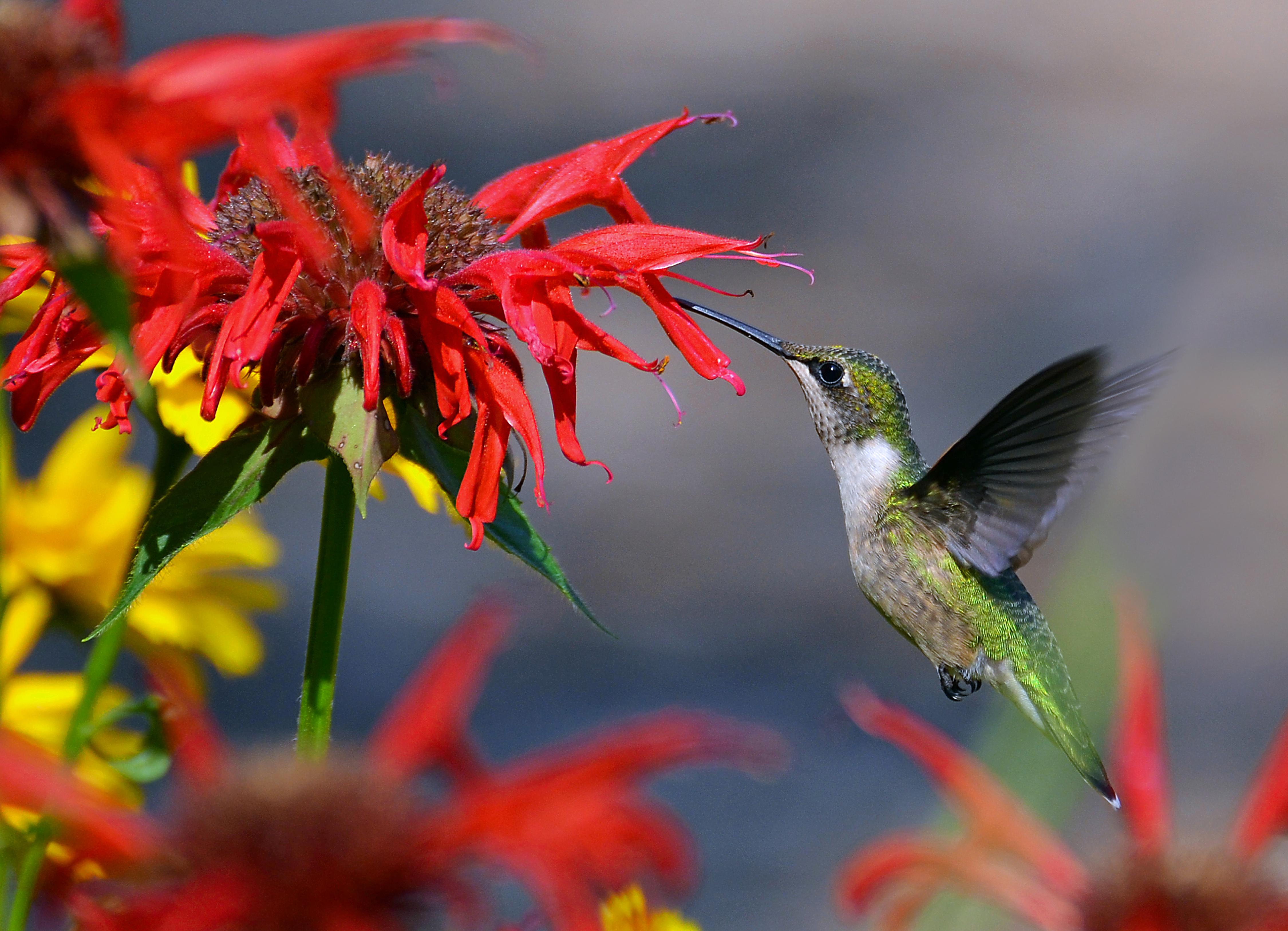 Ruby Throated Hummingbird