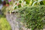 Bainbridge Island Residence – Arced Retaining Wall – Board & Vellum Landscape