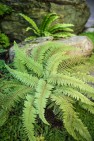 Ferns in garden. – Urban Yard at The Seattle Box – Board & Vellum