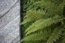 Ferns next to a paved path. – Urban Yard at The Seattle Box – Board & Vellum