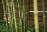 Bamboo along a fence. – Urban Yard at The Seattle Box – Board & Vellum