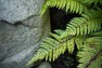 Fern fronds against a rock. – Urban Yard at The Seattle Box – Board & Vellum