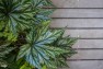 Leaves over wood deck background. – Urban Yard at The Seattle Box – Board & Vellum