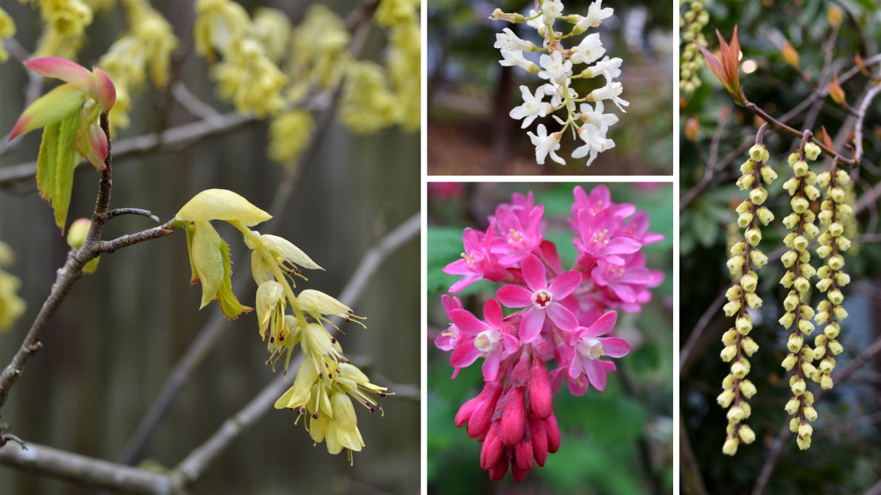 What’s Blooming Now A Quick Guide for Spring Plants in Seattle