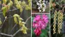 What's Blooming in April in Seattle? – Board & Vellum – Landscape Architecture