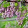 What's Blooming in April in Seattle? – Board & Vellum – Landscape Architecture