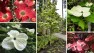 What's Blooming in May in Seattle? (Dogwood Trees!) – Board & Vellum – Landscape Architecture