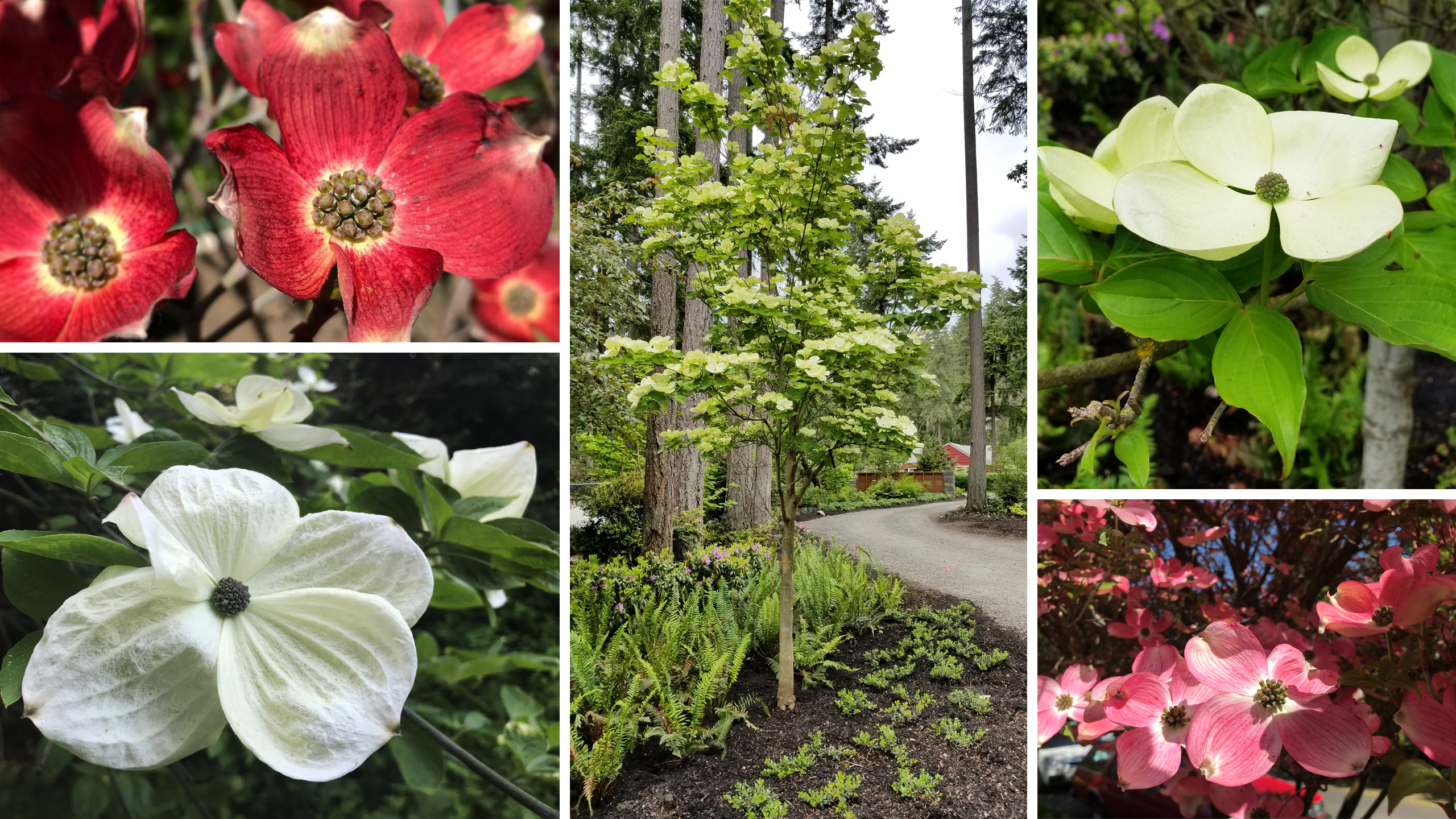 Blühende Bäume im Garten in Seattle