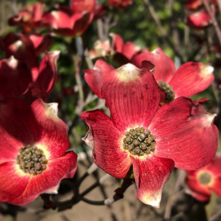 What's Blooming in Seattle in May? (Dogwood Trees ...
