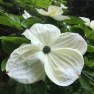 What's Blooming in May in Seattle? (Dogwood Trees!) – Board & Vellum – Landscape Architecture