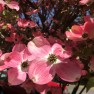 What's Blooming in May in Seattle? (Dogwood Trees!) – Board & Vellum – Landscape Architecture
