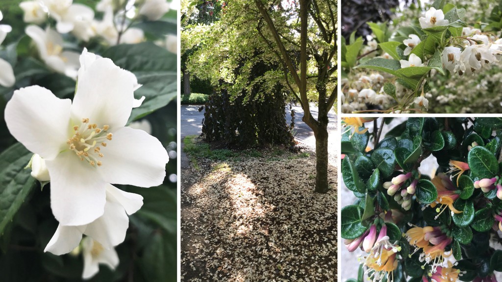 What’s Blooming Now June in Seattle Board & Vellum