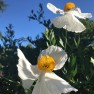 Moon Gardens in July: What's Blooming Now? – Board & Vellum – Landscape Architecture & Site Design