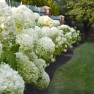 Hydrangeas: What's Blooming Now, in August? – Board & Vellum – Landscape Architecture