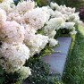 Hydrangeas: What's Blooming Now, in August? – Board & Vellum – Landscape Architecture