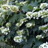 Hydrangeas: What's Blooming Now, in August? – Board & Vellum – Landscape Architecture