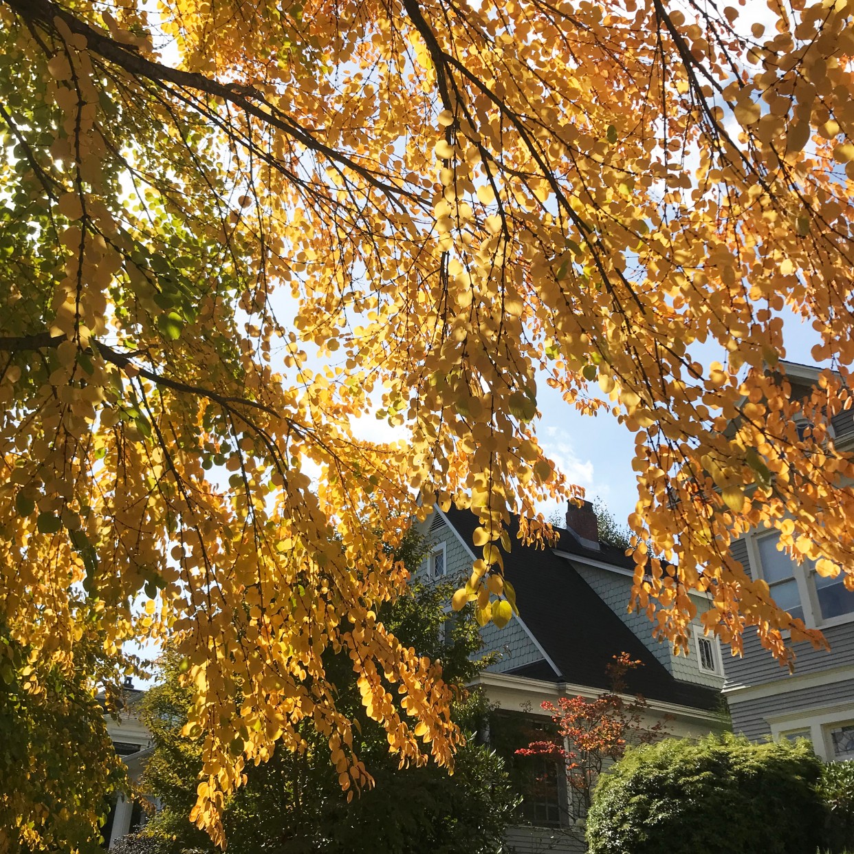 What’s Blooming Now: Early Autumn in the Pacific Northwest – Board & Vellum