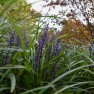 What's Blooming – Late Autumn in the Pacific Northwest – Board & Vellum Landscape Architecture & Site Design