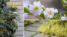 What's Blooming: Colors & Textures of Winter – Board & Vellum Site Design & Landscape Architecture
