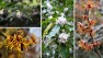 What's Blooming Now? Sights and Scents of Midwinter – Board & Vellum – Landscape Architecture and Site Design