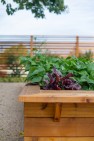 Central District Edible Garden – Board & Vellum – Landscape Architecture & Site Design