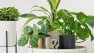 Seven Reasons You Should Add House Plants to Your Interior Design – Board & Vellum