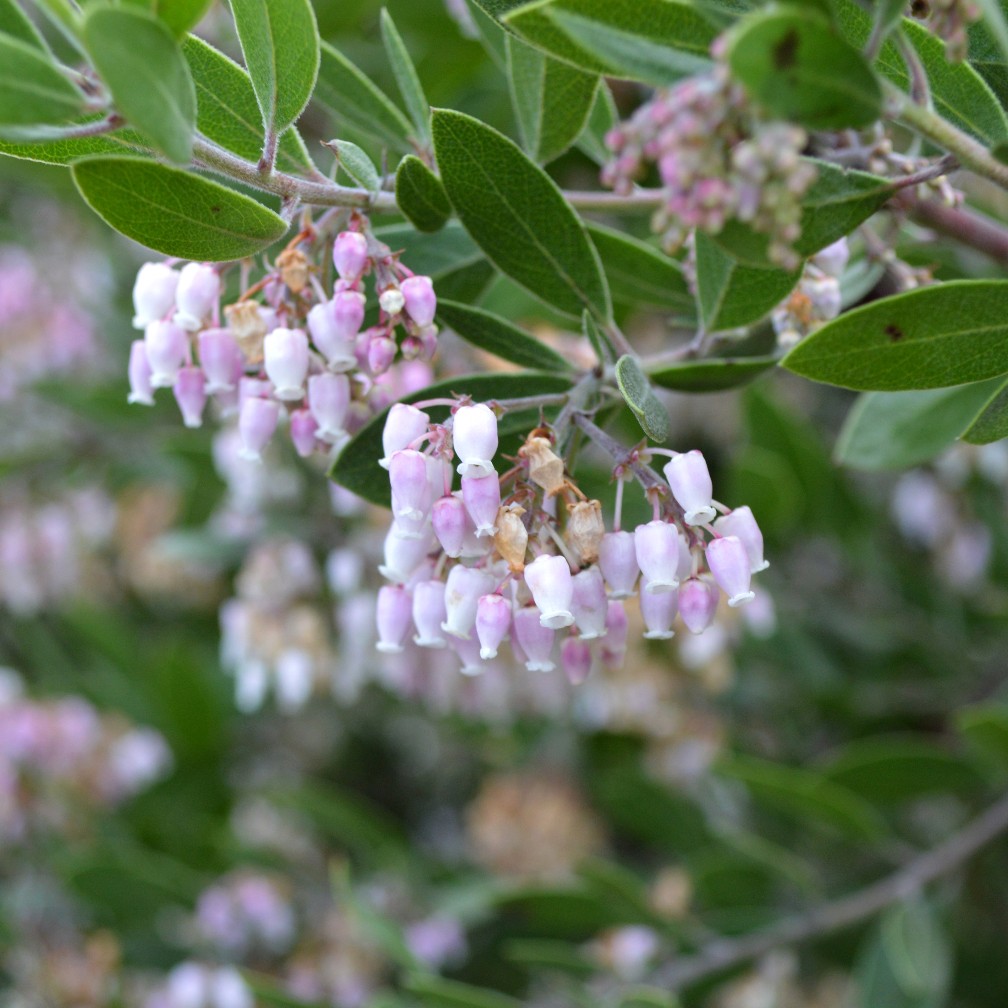 What’s Blooming Now: Early Spring Flowers – Board & Vellum