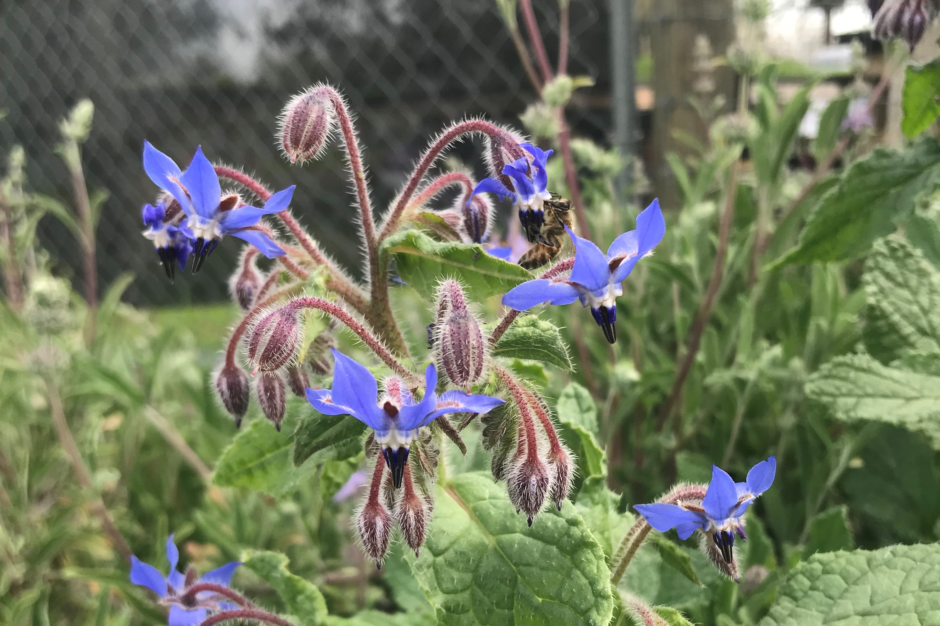 Planting for Bees: Sustainable & Bee-utiful Landscapes – Board & Vellum