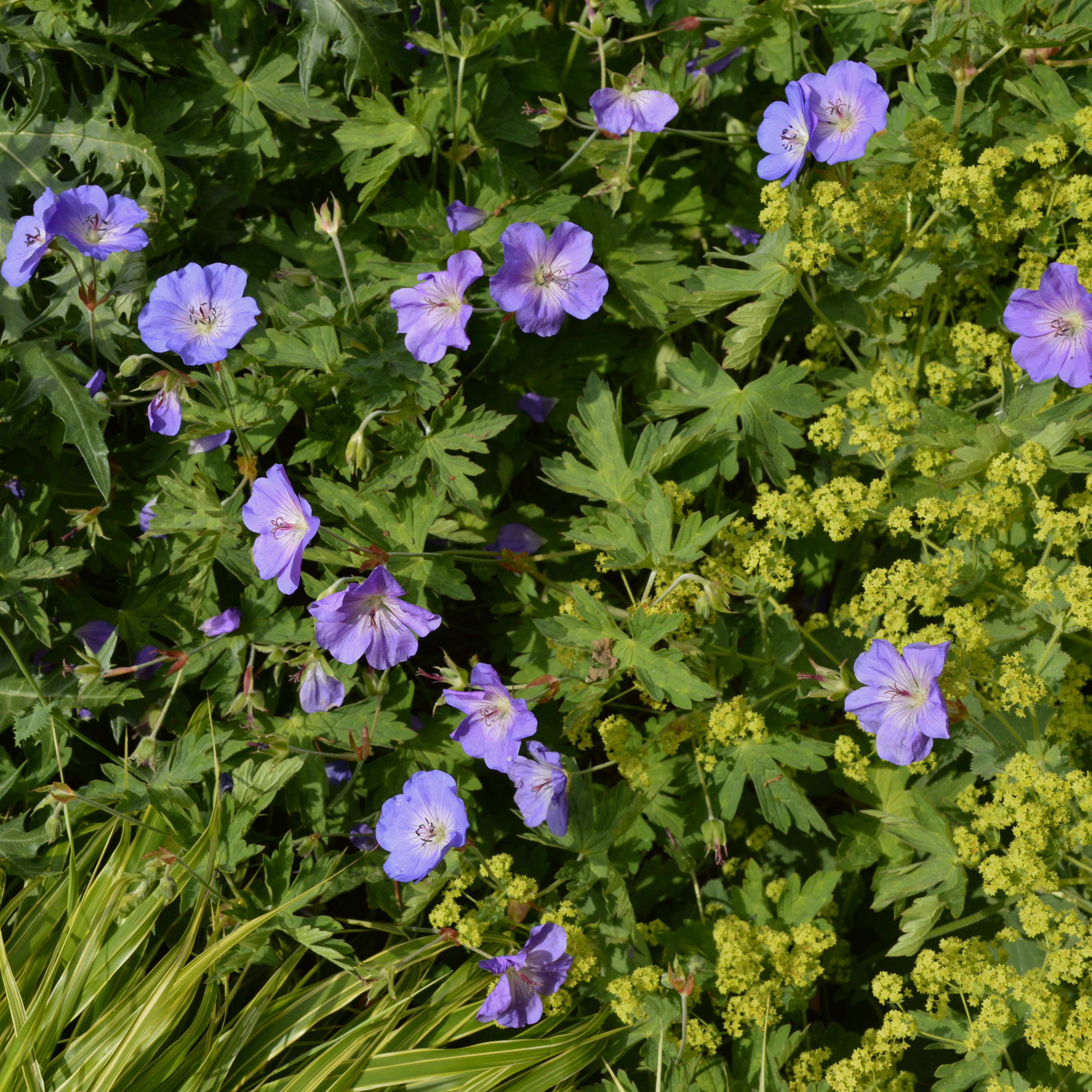 Geranium, or Cranesbill, flowers are purple and stand out with contrasting bring green leaves in a shade garden..