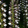 Acanthus flower, commonly called Bear's Breeches features blossoms along a tall stem.