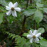 What's Blooming Now: Spring Comes to Pacific Northwest Forests – Board & Vellum – Landscape & Site Design