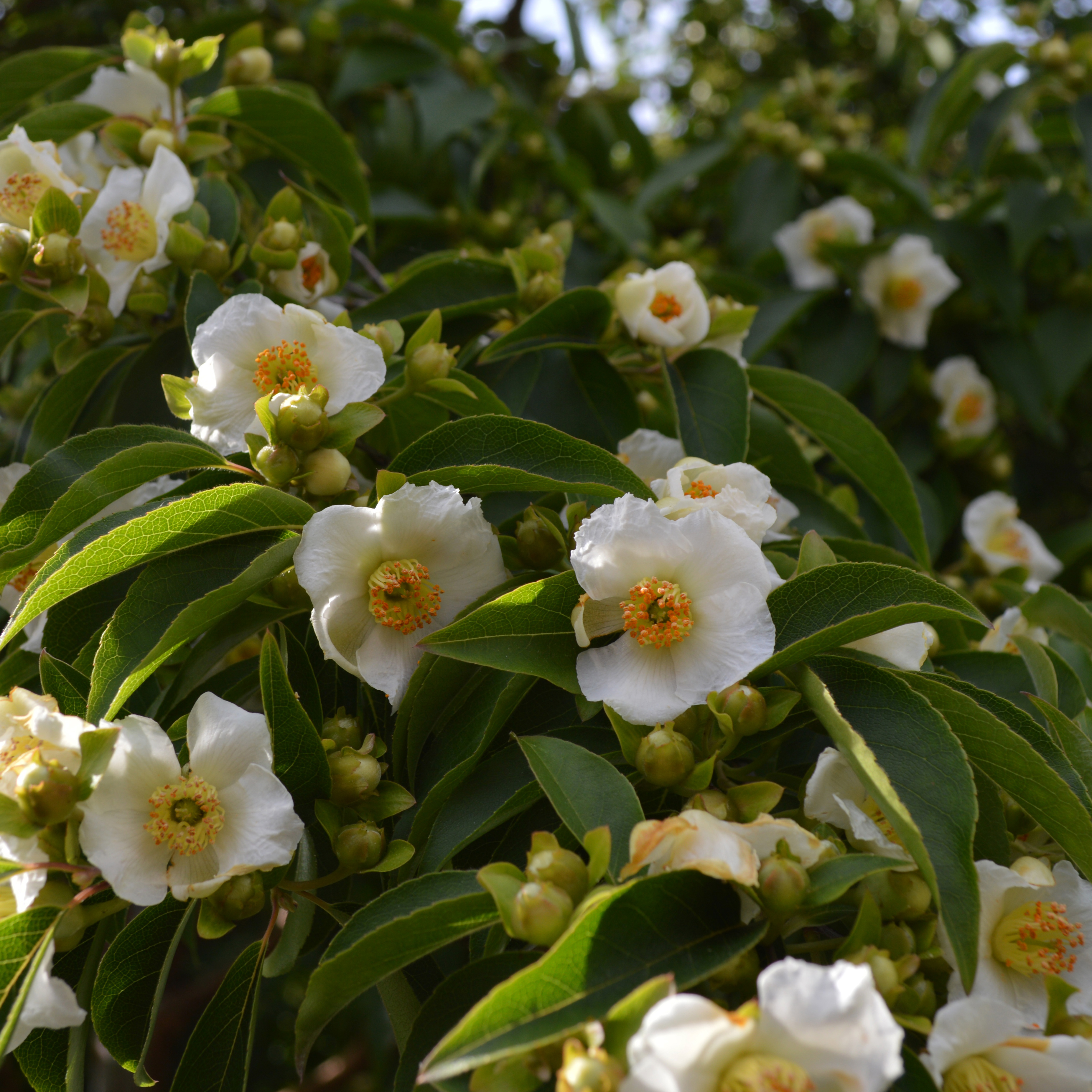 Stewartia monodelpha – white blossoms with yellow centers – are a great option for a shade garden.