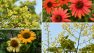 Cone Flower (Echinacea), and Golden Rain Tree all offer golden summer blooms.