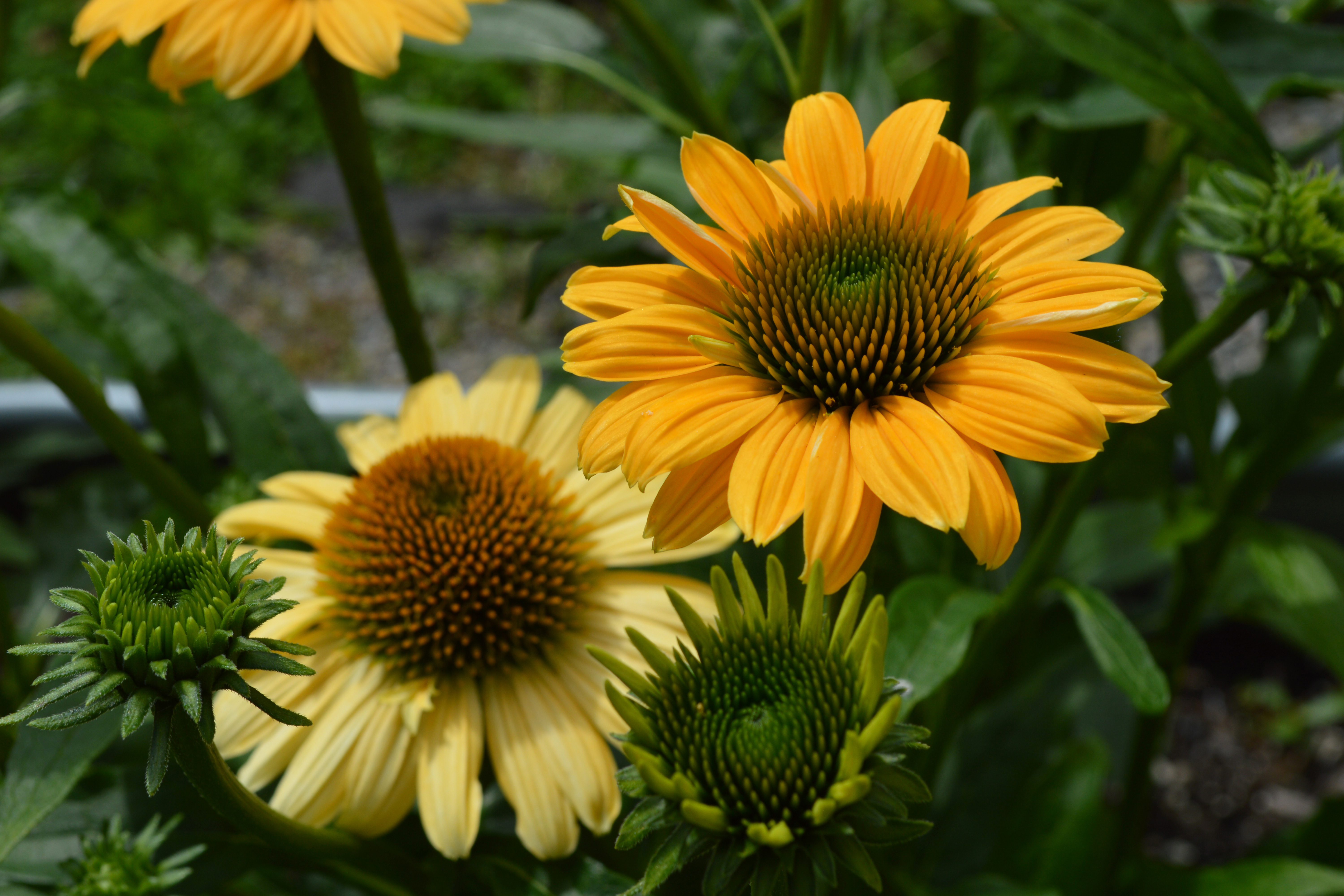 Cone Flower (Echinacea purpurea) brings a pop of yellow with large, sunny golden blooms.