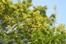 The Golden Rain Tree (Koelreuteria paniculata) has golden yellow blossoms in the summer.