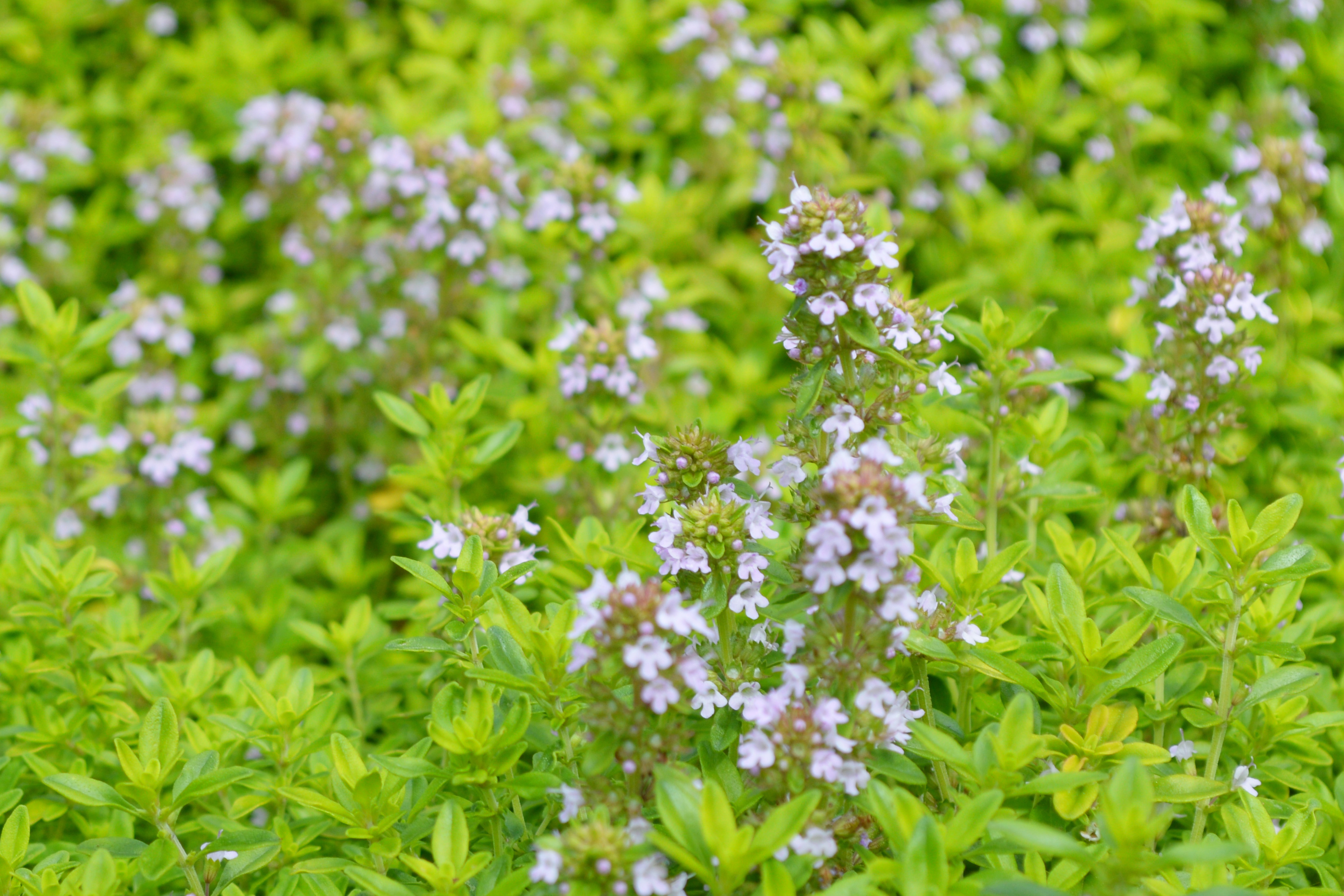 Golden Thyme (Thymus x citriodorous ‘Aureus’) is hardy and fragrant, with small green leaves and tiny white flowers.