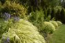 Contemporary layering in the garden from the groundcover to the tall background plants.