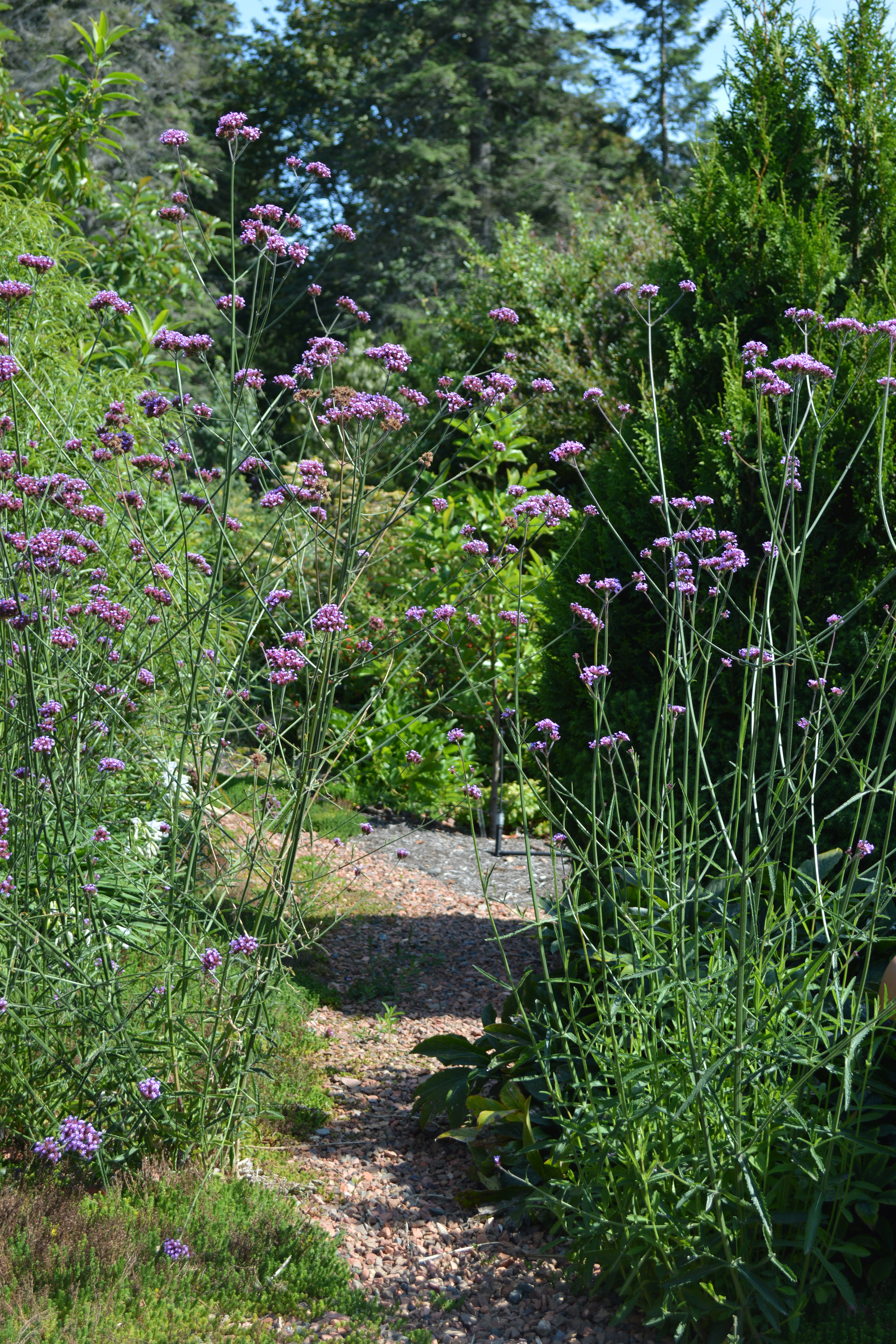 Layered planting adds interest to this garden path.