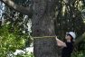 A certified arborist can appropriately assess a tree and its condition.