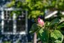 A close up of a bud on the Black Tulip Magnolia tree. The bloom is just emerging and is a bright pink shade.