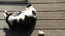 A black and white cat lazily plays with toys in the sun on a composite deck.