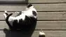 A black and white cat lazily plays with toys in the sun on a composite deck.