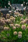 Anchored in textural greenery, floral plantings in the landscape introduce subtle touches of color. – Laurelhurst Landscape at the Tree+House – Board & Vellum