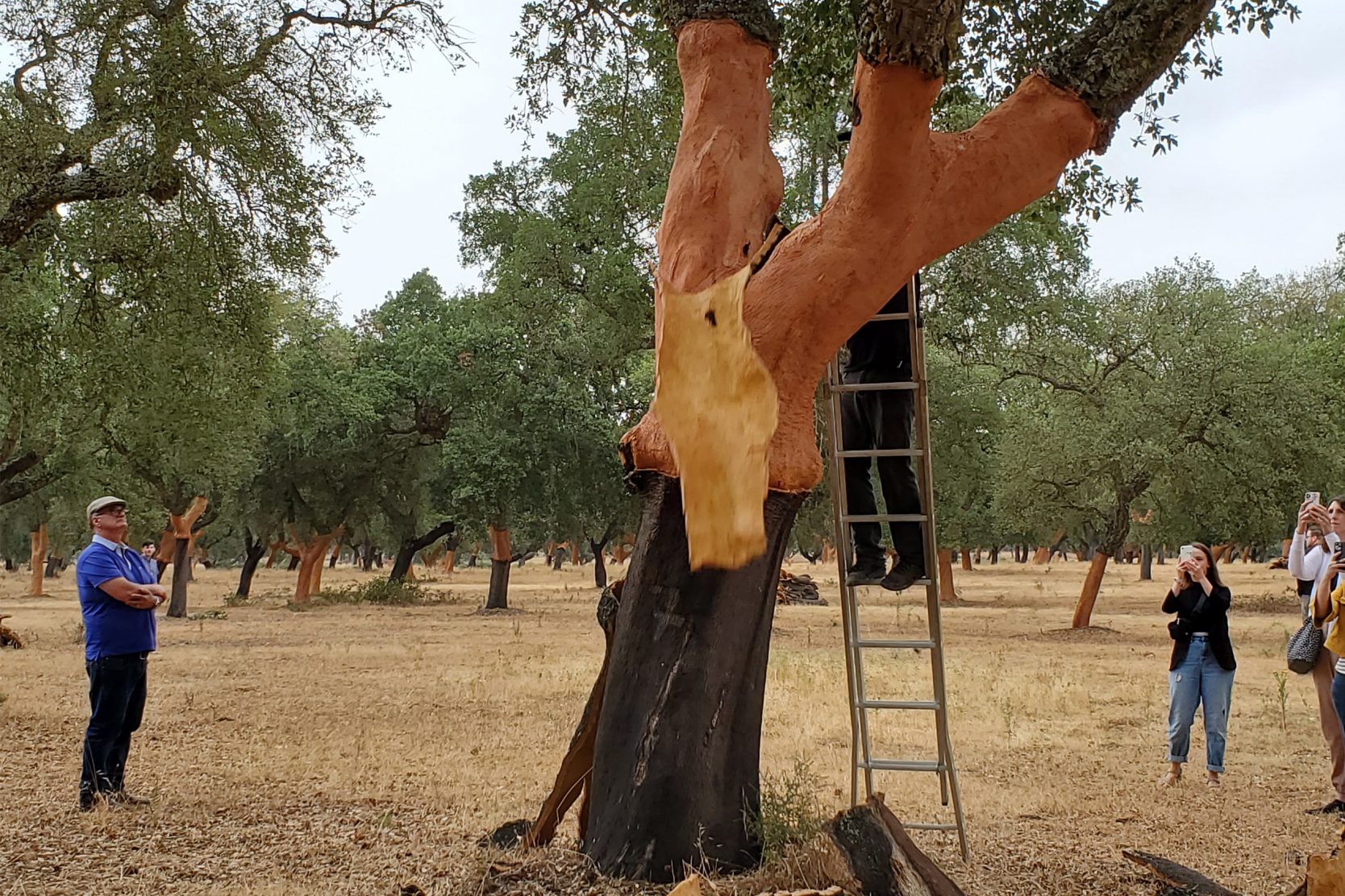 The Wonders of Cork as a Sustainable Material Board & Vellum