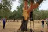 The outer layer of bark fall from a cork tree during harvesting. The outer bark in dark brown while the fresh, inner bark is a lighter color.