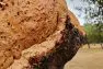 A close up view of the interior bark on a cork tree.