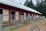Ghost Owl Farm Sanctuary – Farm Animal Rescue & Horse Sanctuary on Vashon Island – Board & Vellum