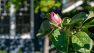 A close up of a flower bud just beginning to bloom.